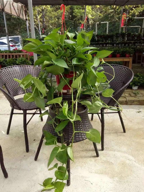 花卉租摆：打造室内花园