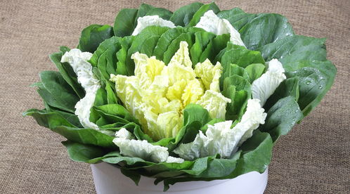 冬至后的种植好时光