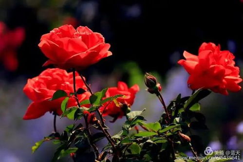 月季花语：美艳、光荣、幸福