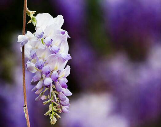 紫藤花的种类与特点