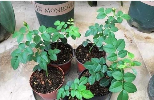 修剪方法，多样化