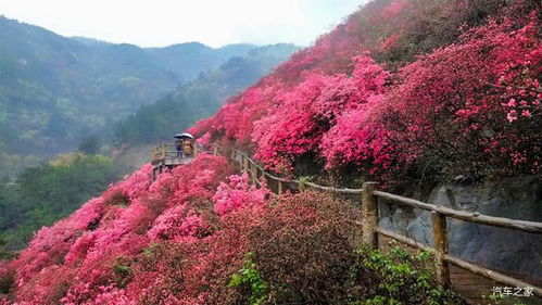 黄粑与烤全羊， 美食中的佳品