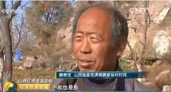 田青真嫩卖200块一斤？老农含泪说出真相，这价格靠谱吗？