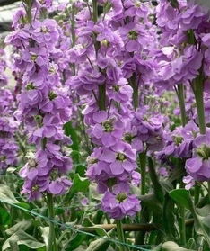 紫罗兰播种育苗， 土壤和光照的挑选大揭秘