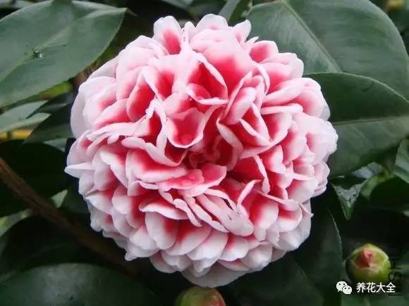 光照和通风也要注意