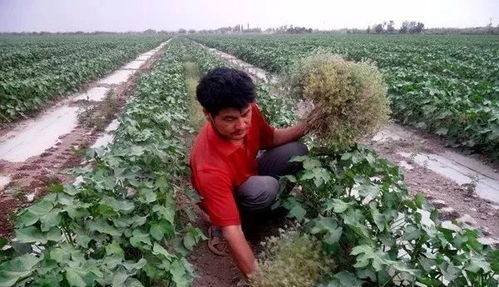 选用除草剂要小心