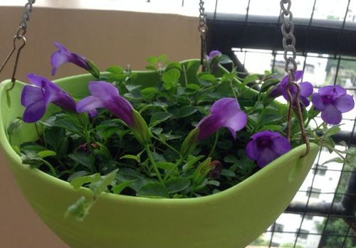 夏日花朵，缤纷绽放