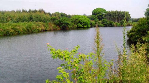 一年四季水中生长的草， 鱼塘净化有妙招