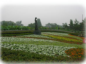 1. 小菊花， 开得艳丽又芬芳