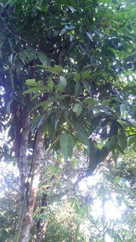 楠木：国树的荣耀