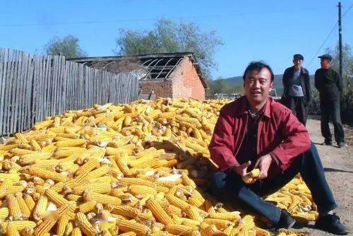 2023年春季玉米种植的最佳时间是什么时候