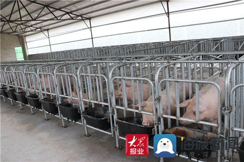 光伏屋顶养猪新模式，绿色循环农业典范