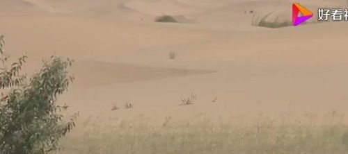 沙丘上的“潜水冠军”