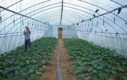 第二类：耐寒的蔬菜