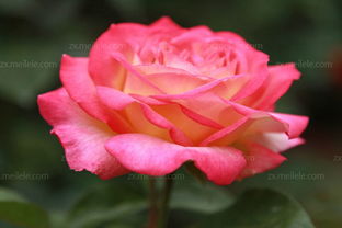 月季栽植，注意事项多