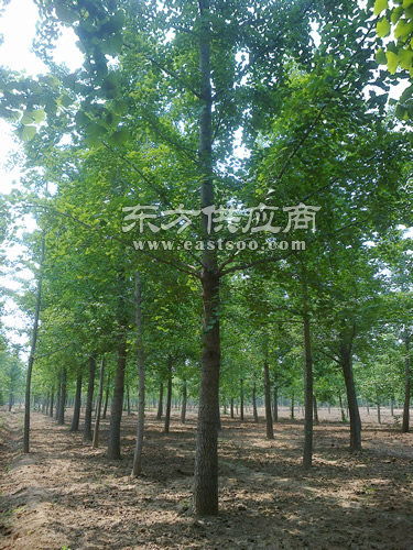 树龄的秘密：如何估算侧柏的年龄