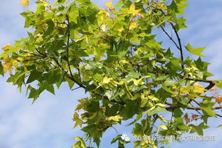 元宝枫的南北种植差异