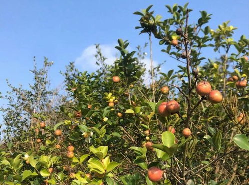 郑州能否种植茶油树？广东梅州茶油产业基地电话揭秘！
