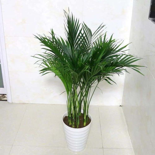 盆景散尾葵居家养护技巧