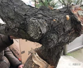 及时清理，避免松脂影响呼吸