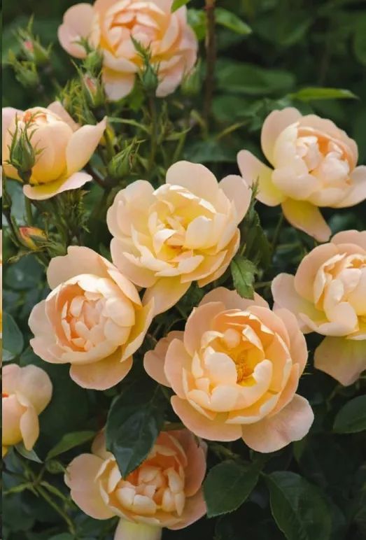 地区差异与月季养护