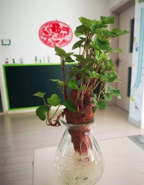 水培红薯发芽后如何种植在土壤中