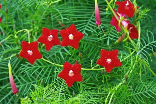 guan与储存茑萝种子的步骤