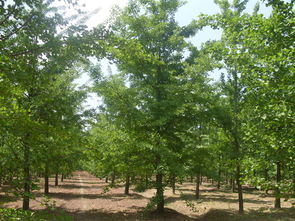 白皮松的适应性强