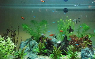 冬季养鱼，别施肥！这花在水族箱里是大敌！