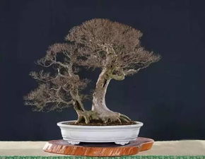 给榆树喂啤酒， 叶片油亮似打蜡