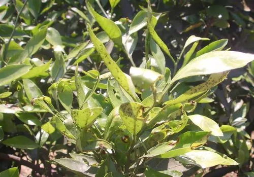 防治柑桔蚧类害虫：效果较好的农药