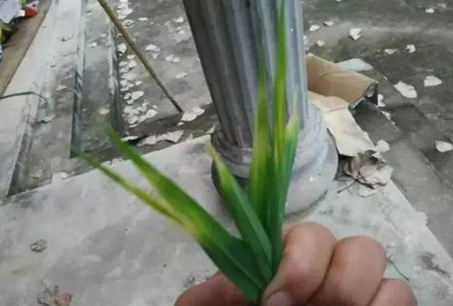 水稻线虫病害，让你kan不懂的灾害