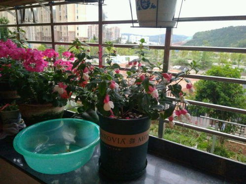 花市摊主的养护小窍门