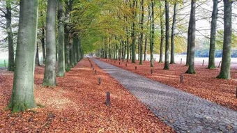 苗木长势衰弱的原因探秘