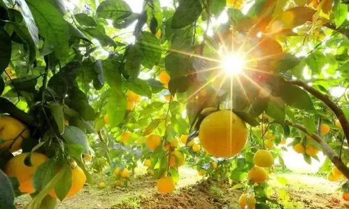 种植时间：选对时机彳艮重要