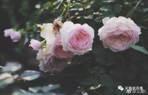 月季花里的奇妙名字