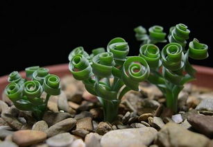 多肉植物弹簧草怎么养？如何让叶片饱满、生长旺盛
