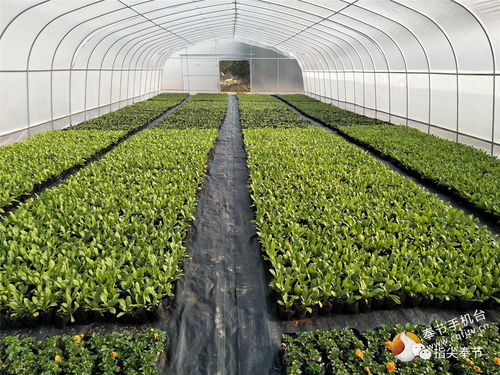 石马西兰花飘香新加坡，探寻其种植与出口背后的故事