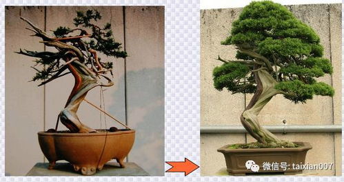 梨树盆景修剪视频：核心关键词