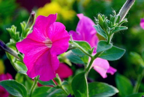 春天的气息：大地变绿，野花盛开