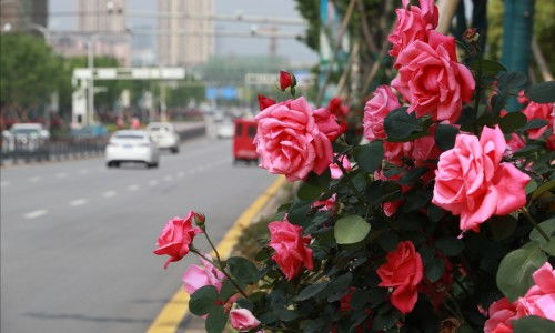 月季花的优势， 南昌的选择