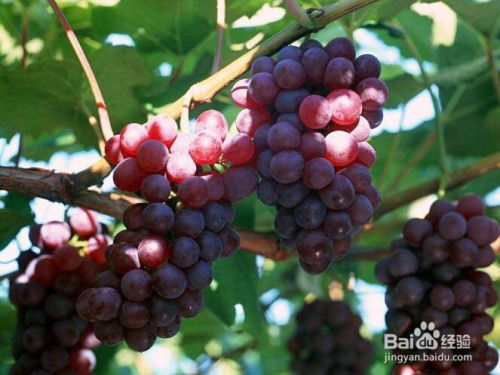 葡萄籽的种植方法