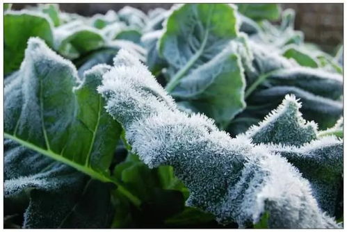 冬天种植， 抗寒植物是关键