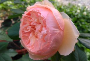 月季在园艺中的应用,多到你想不到