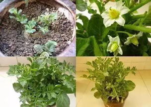 浇水频率：多久浇一次？