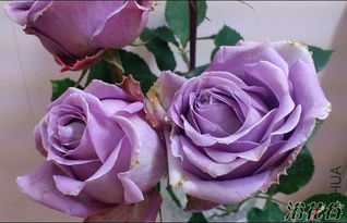 蓝色天鹅绒月季