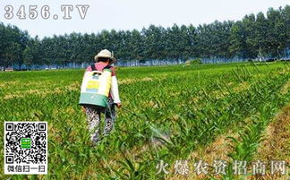 豆角地里用什么样的除草剂