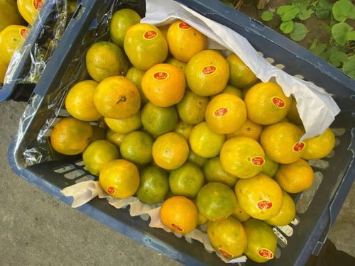 2. 平安性争议