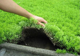 佛甲草屋顶绿化的优点