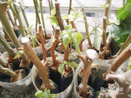 龙吐珠花怎么进行扦插，有哪些快速生根的技巧